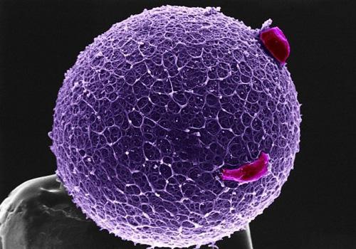 Взгляните на человека изнутри!