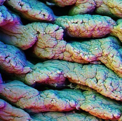 Взгляните на человека изнутри!