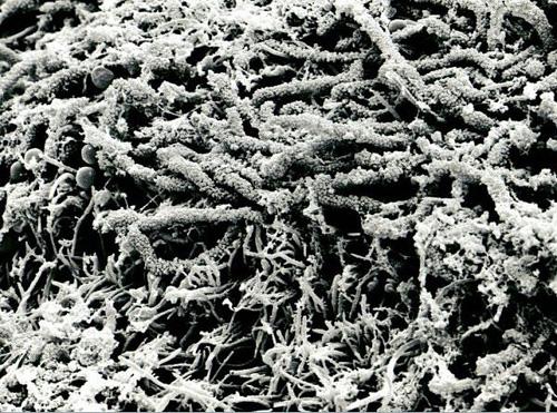 Взгляните на человека изнутри!