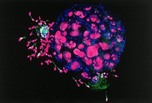 Взгляните на человека изнутри!