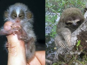 Самые необычные животные на грани вымирания