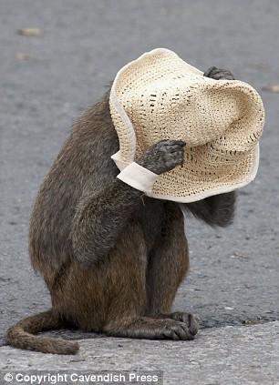 Бабуины распотрошили машину в сафари-парке