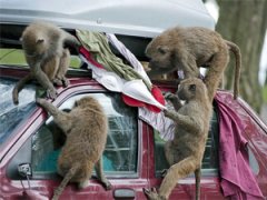 Бабуины распотрошили машину в сафари-парке