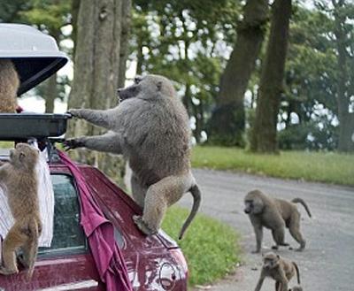 Бабуины распотрошили машину в сафари-парке