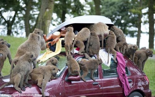 Бабуины распотрошили машину в сафари-парке