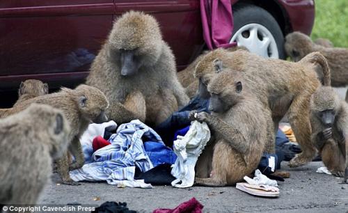 Бабуины распотрошили машину в сафари-парке