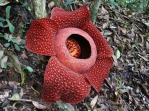 Удивительные растения нашей планеты