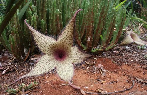 Удивительные растения нашей планеты