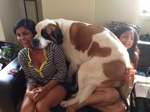 20 больших собак, которые понятия не имеют, насколько огромны
