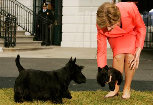 «Первую  собаку Америки»  представили журналистам