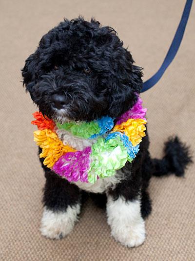 «Первую  собаку Америки»  представили журналистам