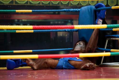 Исчезающие орангутанги сошлись на ринге