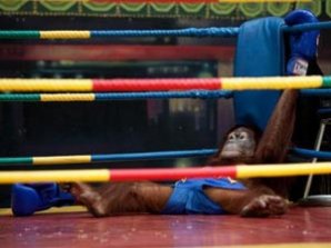 Исчезающие орангутанги сошлись на ринге