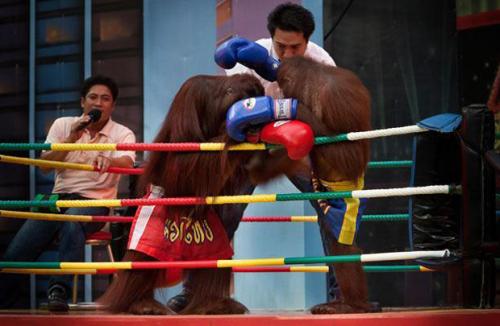 Исчезающие орангутанги сошлись на ринге