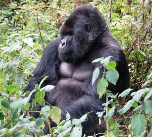 Исчезающие виды животных, которых практически невозможно встретить в дикой природе