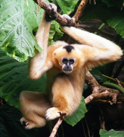 Исчезающие виды животных, которых практически невозможно встретить в дикой природе