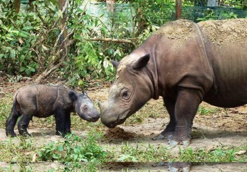 Исчезающие виды животных, которых практически невозможно встретить в дикой природе