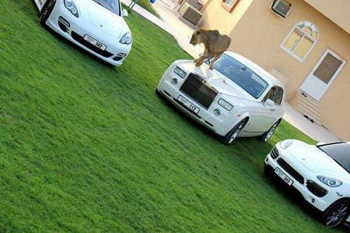 Хищные кошечки и дорогие машины: досуг арабского миллионера