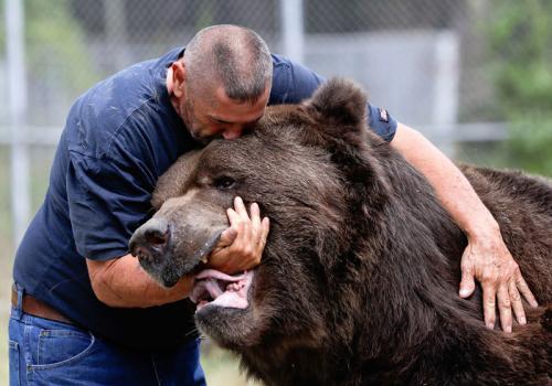Удивительная дружба человека с гигантским медведем