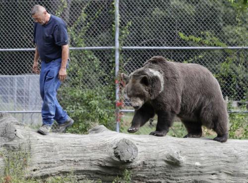 Удивительная дружба человека с гигантским медведем