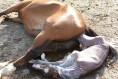 Чудеса природы: рождение лошади