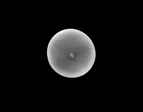 Чудеса природы: рождение лошади