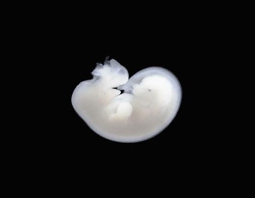 Чудеса природы: рождение лошади