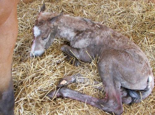 Чудеса природы: рождение лошади