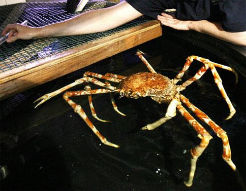 Водяные монстры: привет из юрского периода