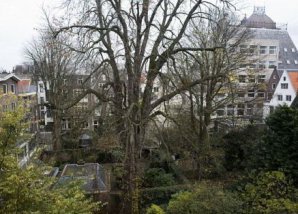 Самые известные в мире деревья, прославившиеся в кино, музыке и живописи