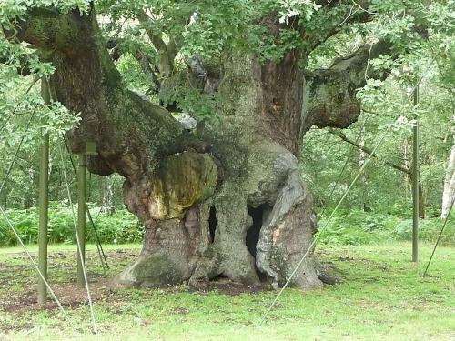 Самые известные в мире деревья, прославившиеся в кино, музыке и живописи