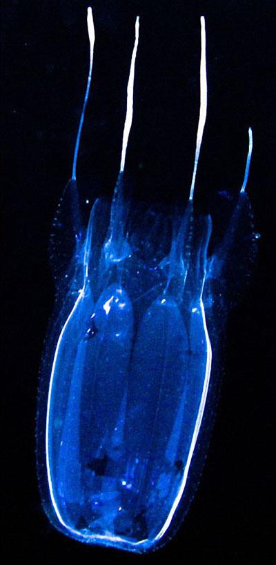 Светящиеся существа из морских глубин