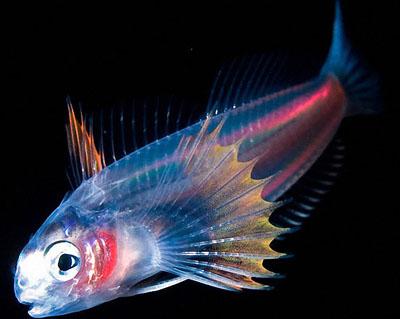 Светящиеся существа из морских глубин