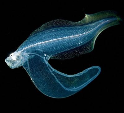 Светящиеся существа из морских глубин