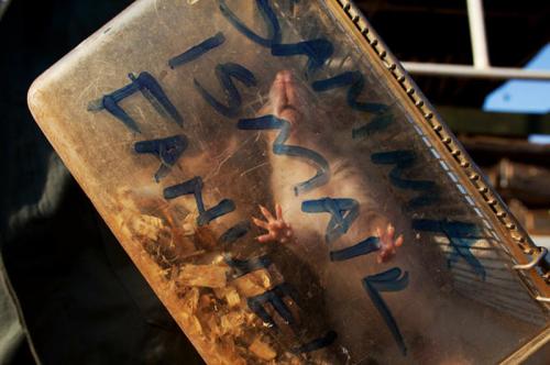 Крысы-саперы на службе войск Танзании и Мозамбика