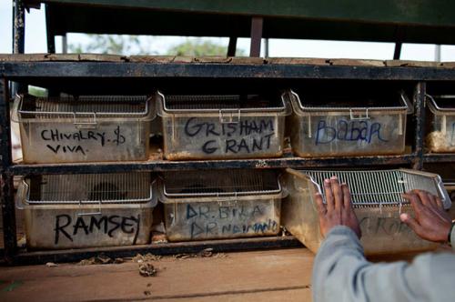 Крысы-саперы на службе войск Танзании и Мозамбика