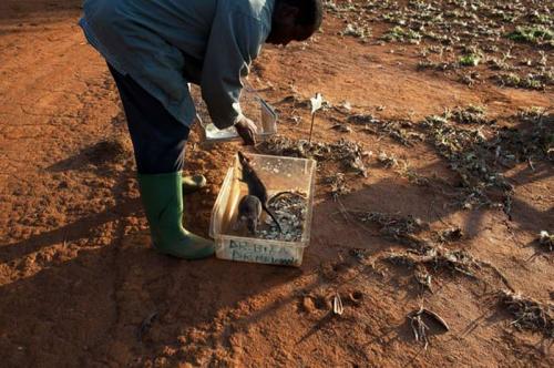 Крысы-саперы на службе войск Танзании и Мозамбика