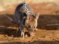 Крысы-саперы на службе войск Танзании и Мозамбика