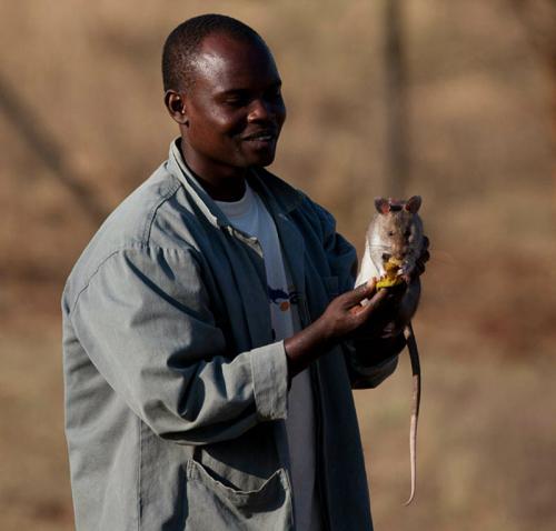 Крысы-саперы на службе войск Танзании и Мозамбика
