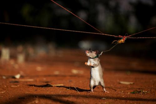 Крысы-саперы на службе войск Танзании и Мозамбика