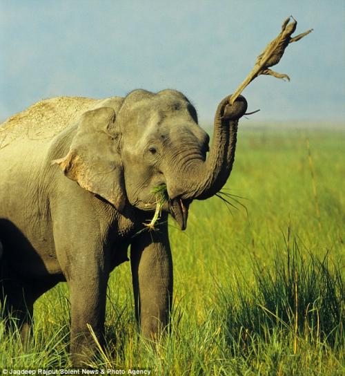 Индийская слониха укатала ящерицу