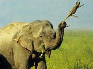 Индийская слониха укатала ящерицу