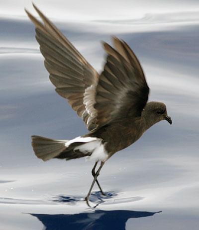 Топ-10 самых удивительных рекордов представителей фауны