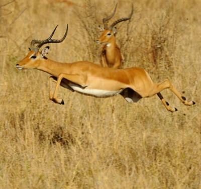 Топ-10 самых удивительных рекордов представителей фауны