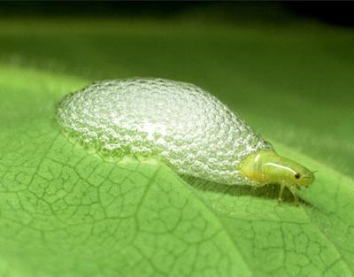 Топ-10 самых удивительных рекордов представителей фауны