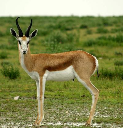 Топ-10 самых удивительных рекордов представителей фауны