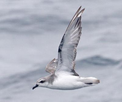 Топ-10 самых удивительных рекордов представителей фауны