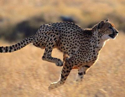 Топ-10 самых удивительных рекордов представителей фауны