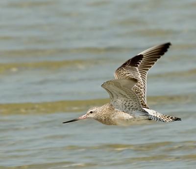 Топ-10 самых удивительных рекордов представителей фауны
