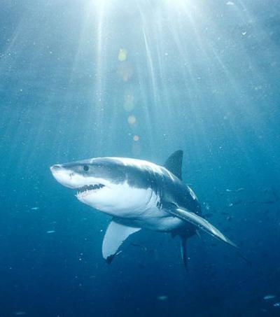 Топ-10 самых удивительных рекордов представителей фауны